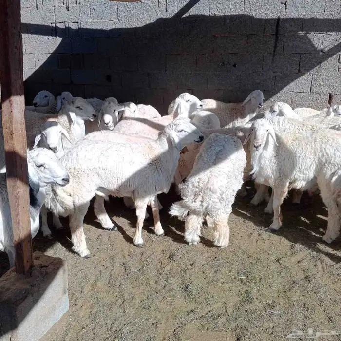 اللهم صلي وسلم وبارك علي نبينا محمد مرابي الطائف حري. سواك 2