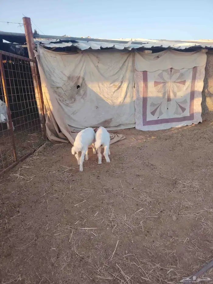 دواغير حريه 2