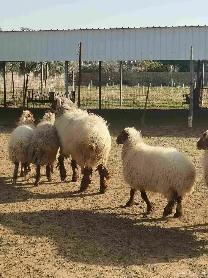 حائل القاعد 5