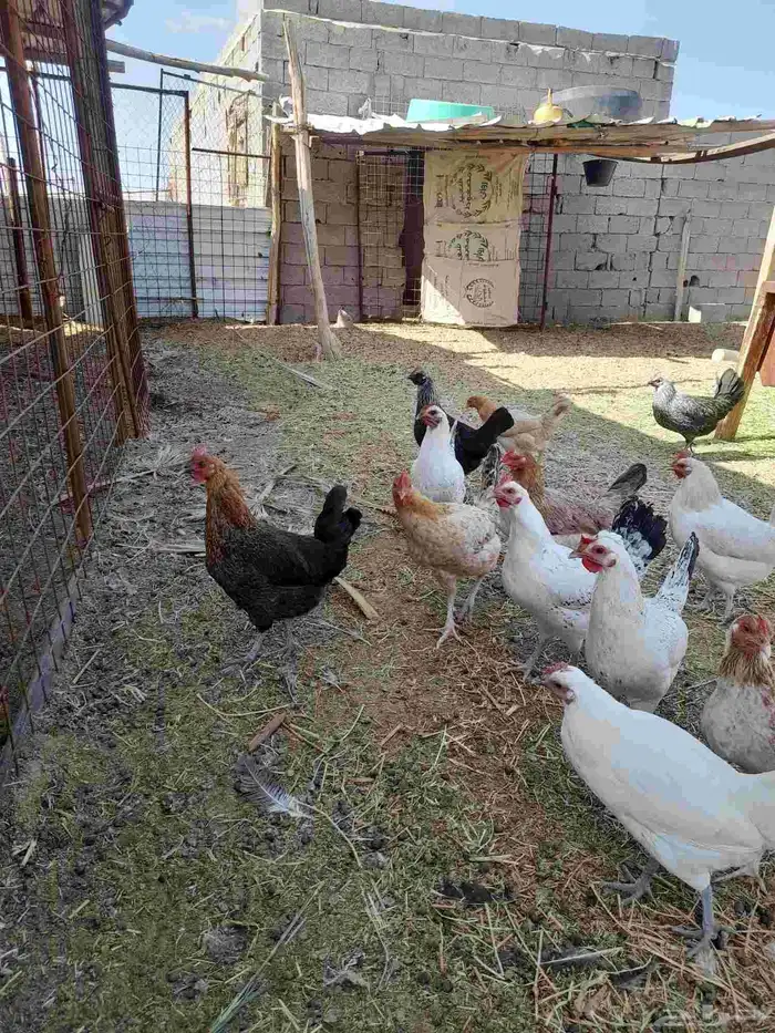 دجاج بلدى وفيومي 3