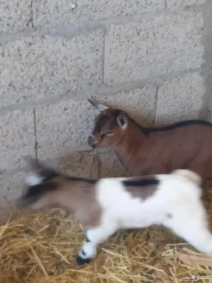 طقمين ماعز قزم 3