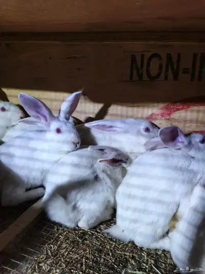 ارانب فرنسي ابيض index