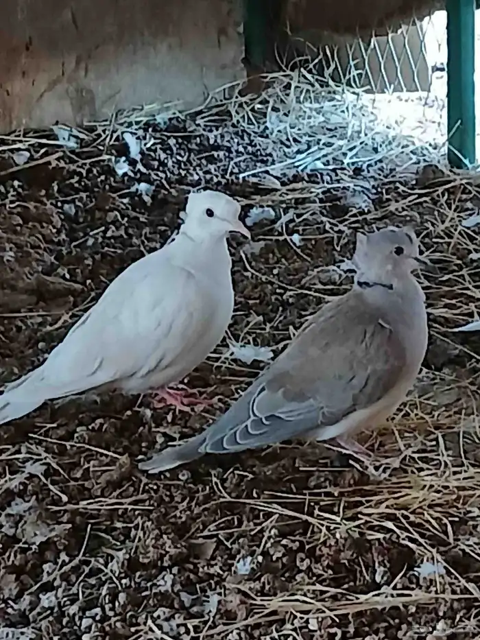 ياكريم ثلاثة حباب 2