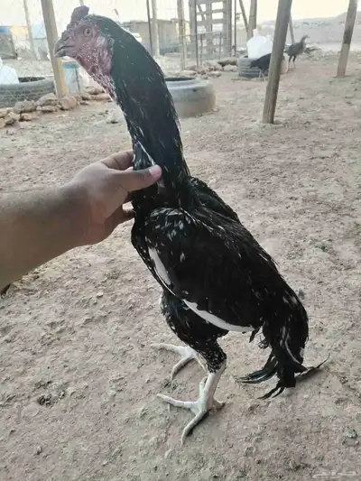 ديك سندي بيور index