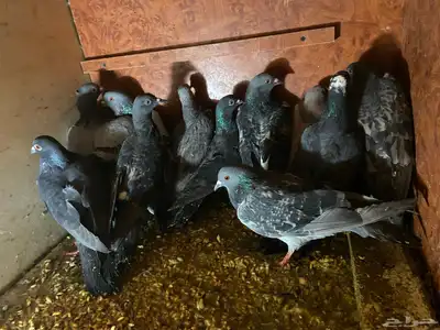 حمام شرط صحهه index