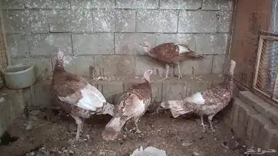 دجاج رومي index