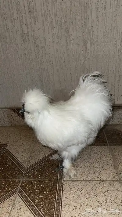 للبيع ديك قطني 0