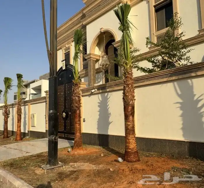 نخل واشنطنيا زينه 2