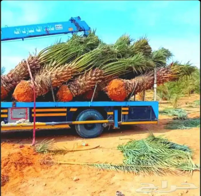 ابو علي لتوريد انخيل 8