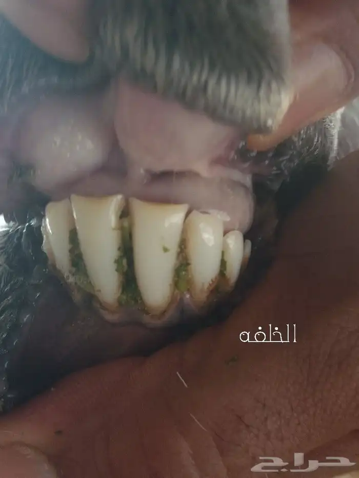 Sheep flock with its ram 2