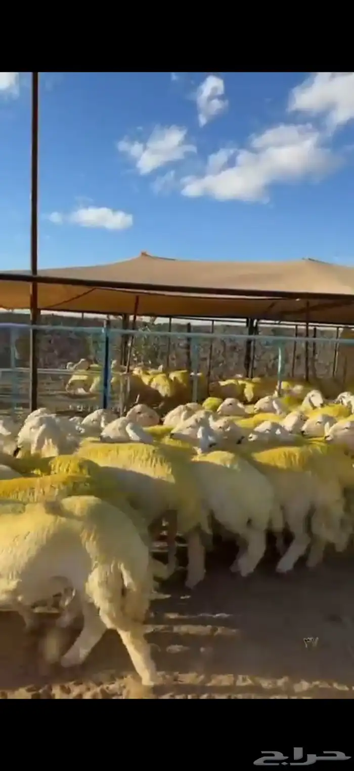 رخال حرش صنف 8