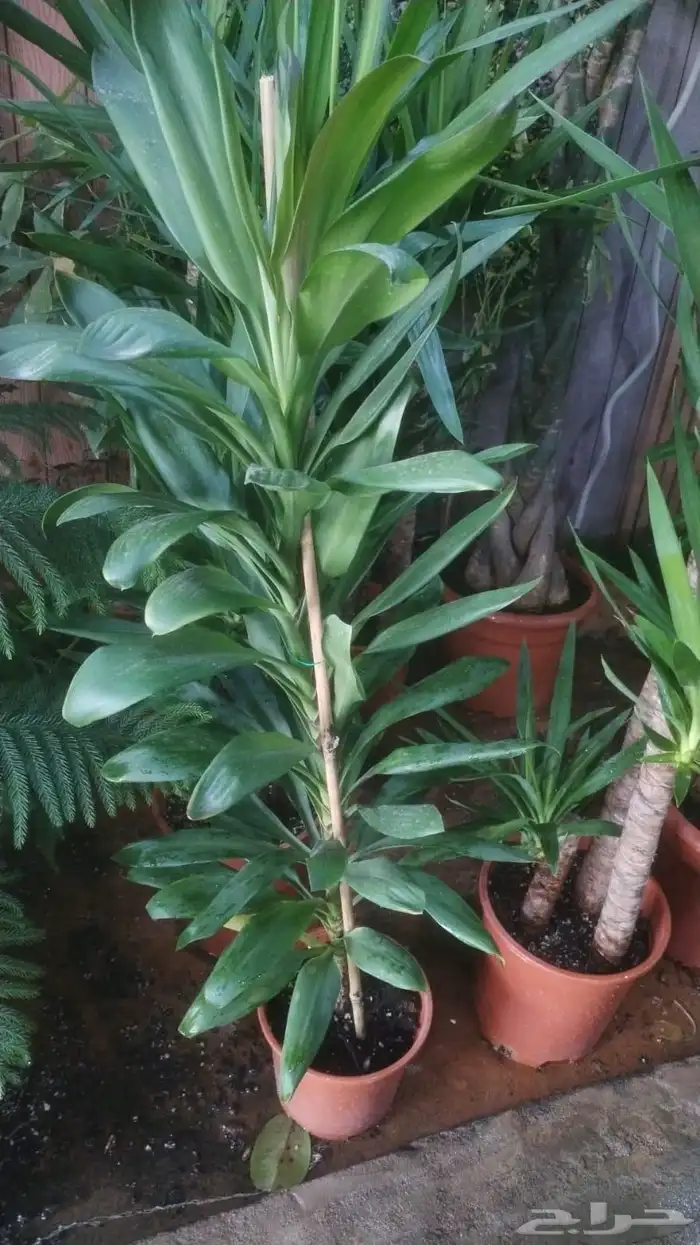 تنسيق حدائق 7