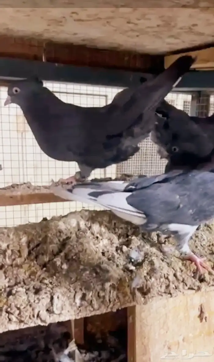 حمام قطايف معزل 2