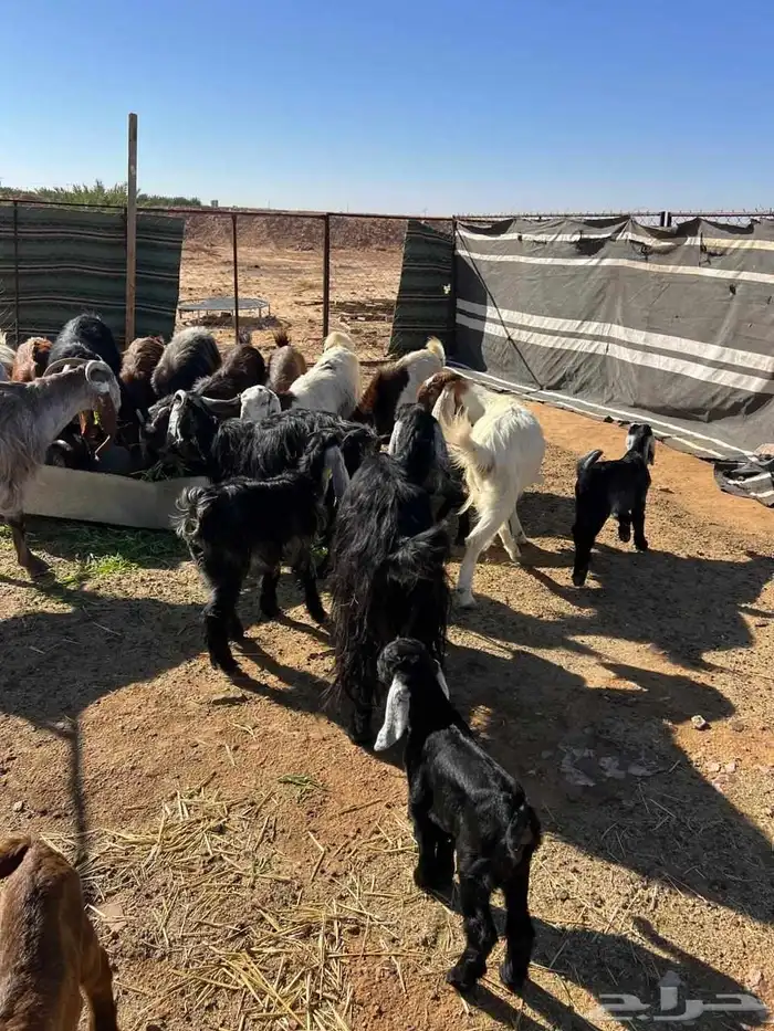 معزا للبيع - تيماء 12