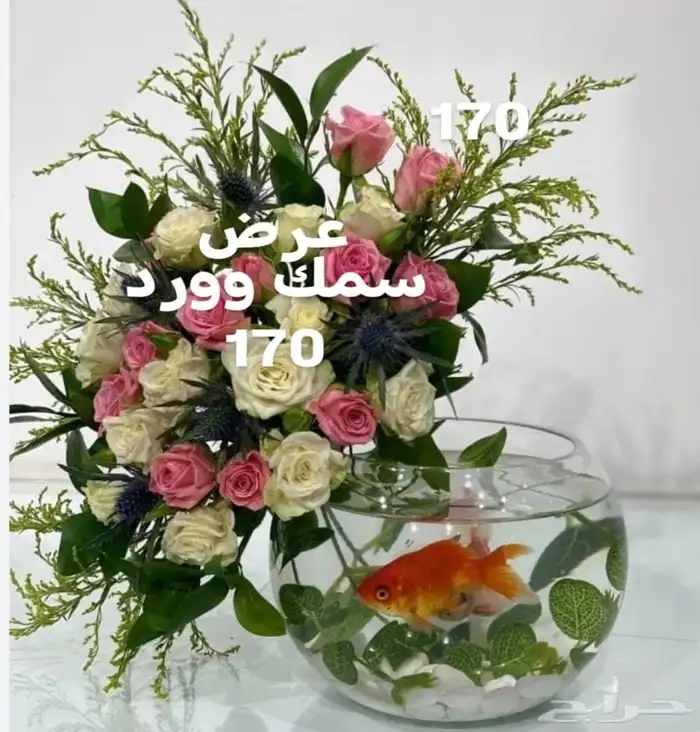 هدايا مواليد خميس مشيط وابها 1