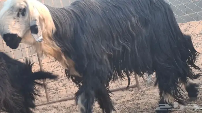 فحل ادغم صنف 3