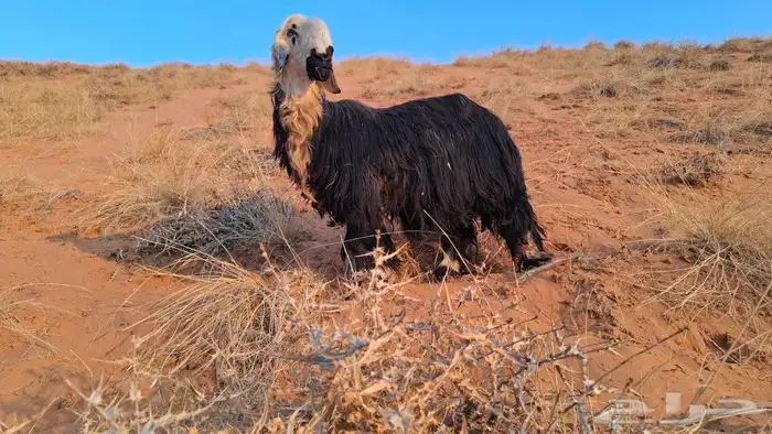 فحل ادغم صنف 2