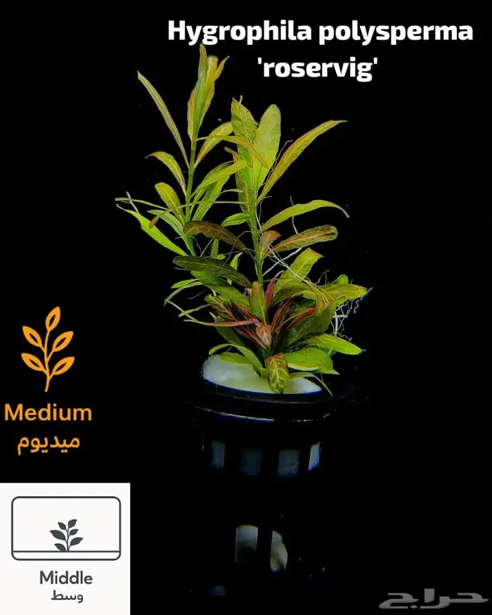 نباتات أنواع مختلفة للحوض سمك 2