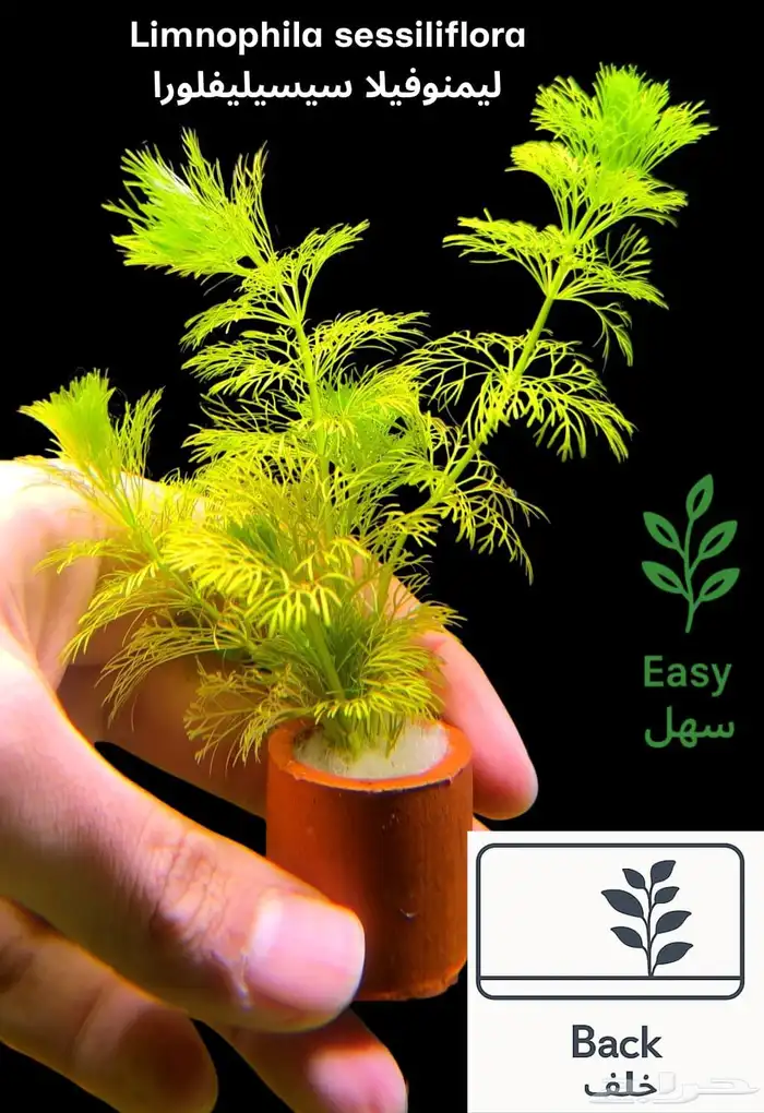 نباتات أنواع مختلفة للحوض سمك 6