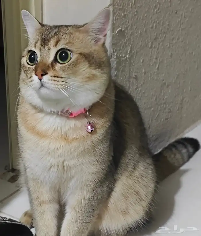 قط ضائع ولمن يجده مبلغ مالي بسيط 0