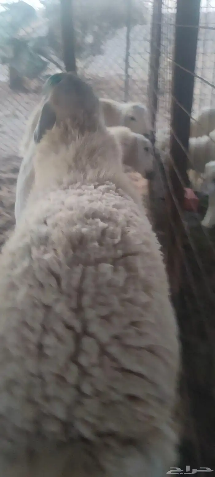 طلي فحل حري انتاجه طيب بالحيل جروم وشعرة 2