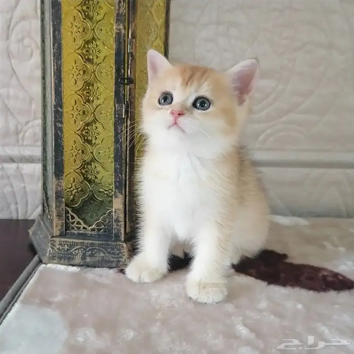 Scotch Kitten - Gold Male 1