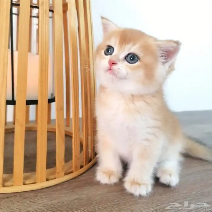 Scotch Kitten - Gold Male 0