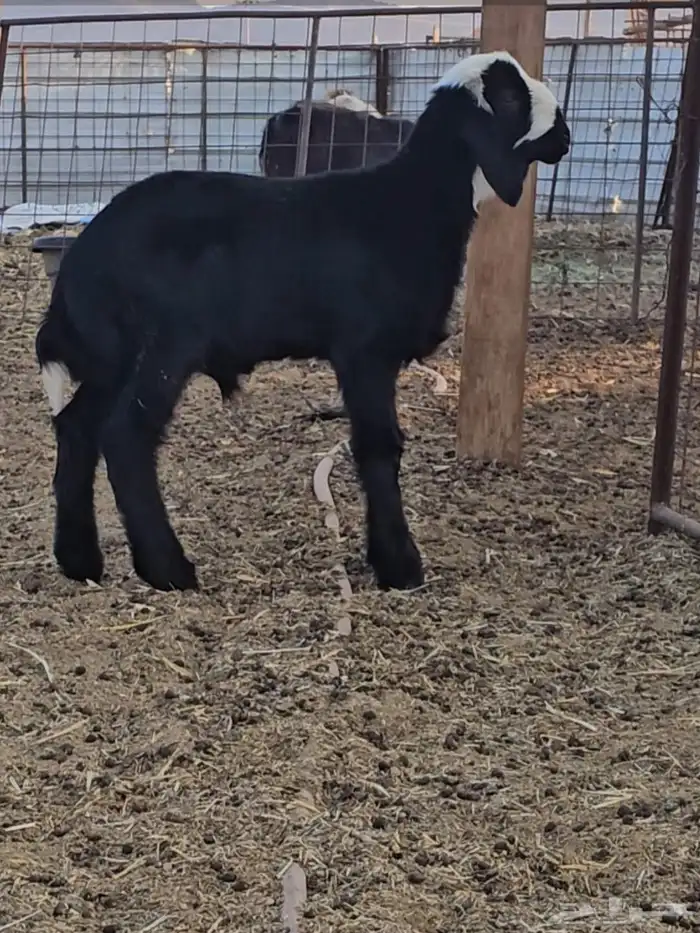 خروف نجدي شحم 0