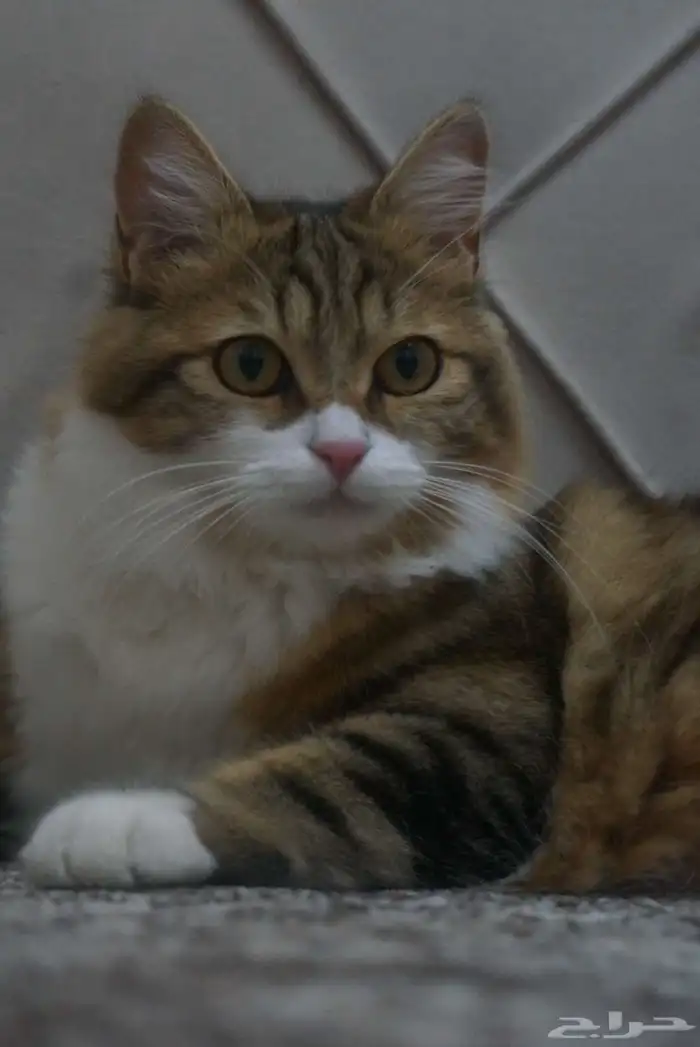 قطة مفقودة 1