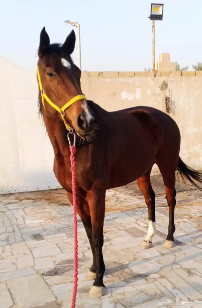 رمكه إنتاج معها جواز 2