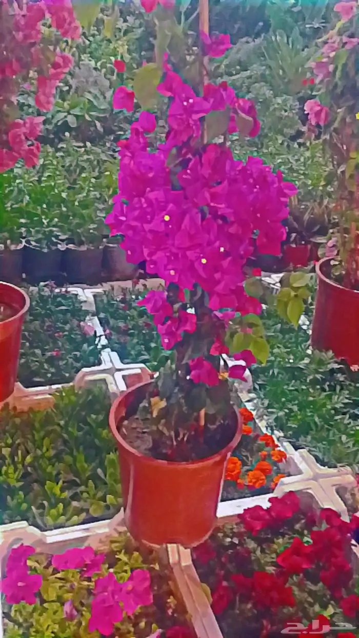 تنسيق حدائق 1