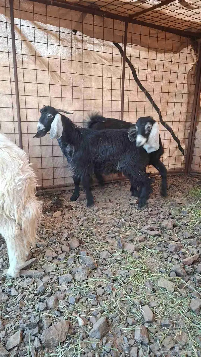 ذبايح بريه 2