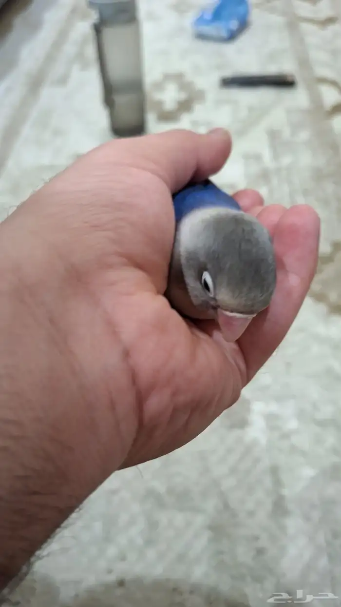 ببغاء فيشر 3