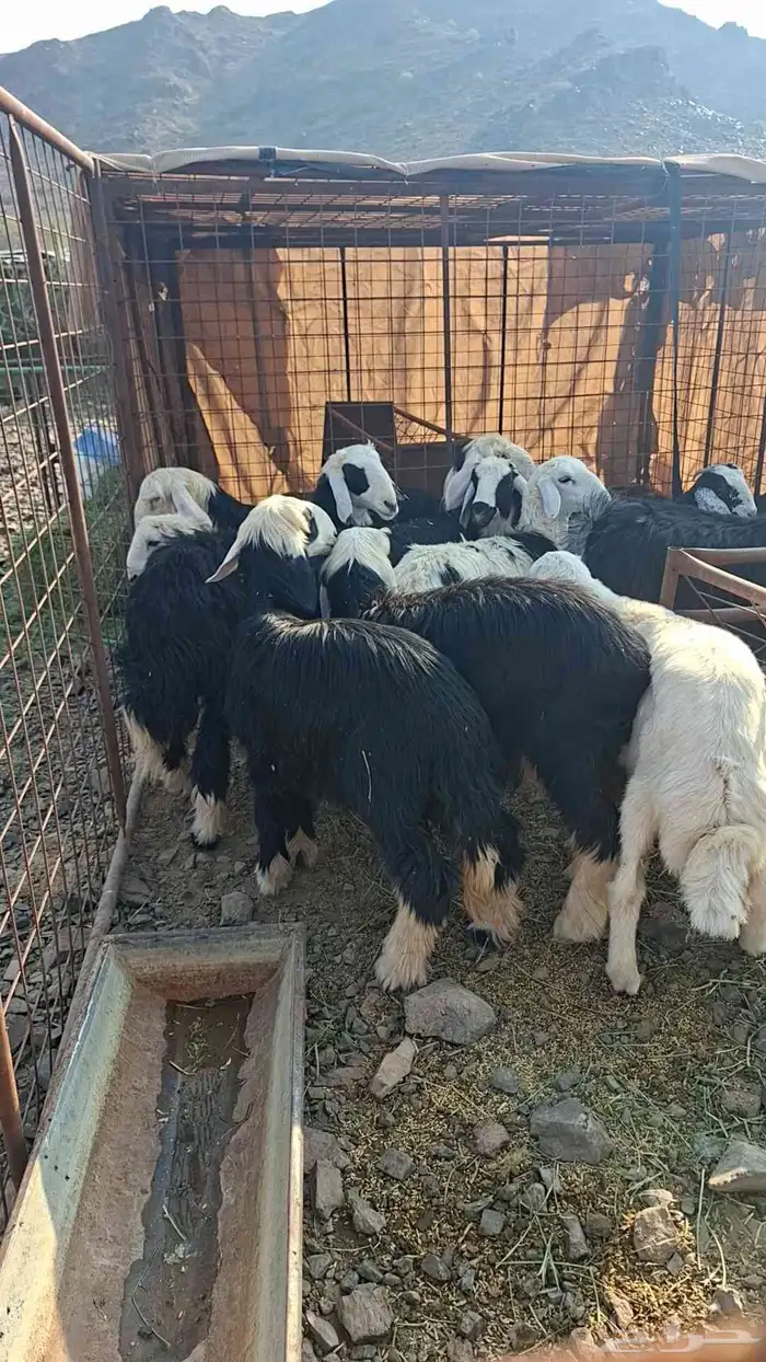 ذبايح بريه 0