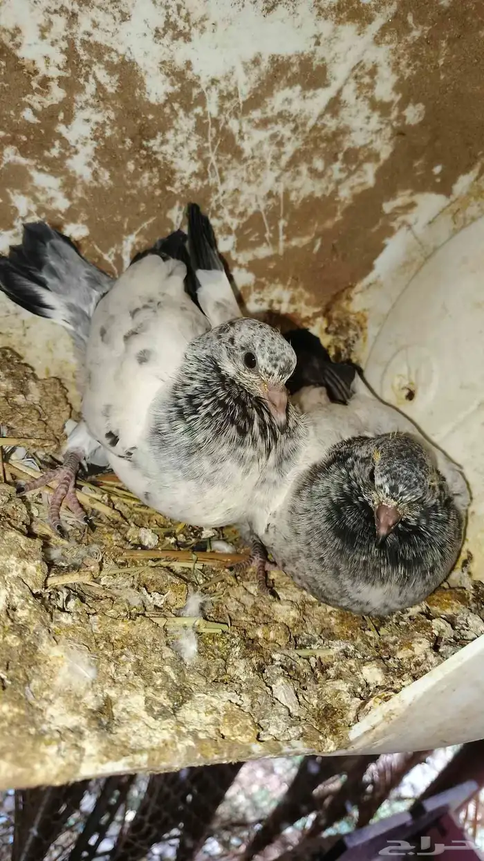 زغاليل حمام فرنسي وبلدي 1