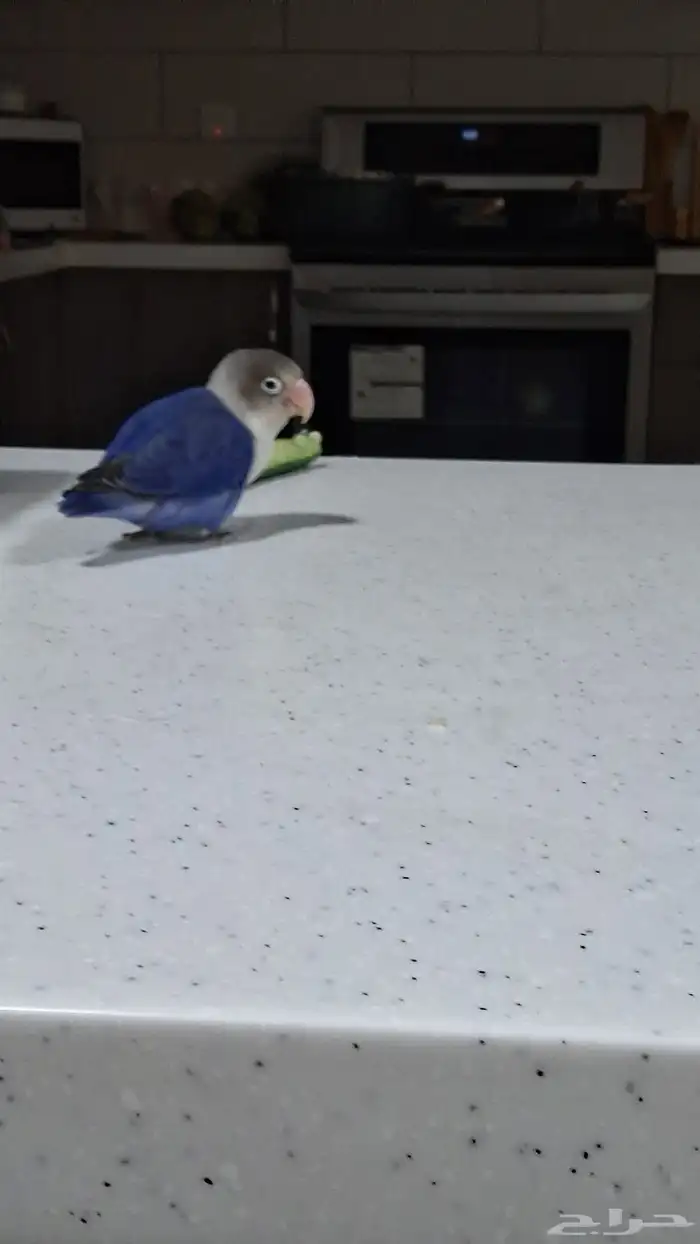 ببغاء فيشر 0
