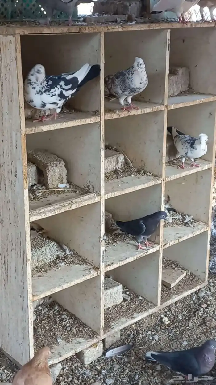 حمام قطايف قلابي للبيع 1