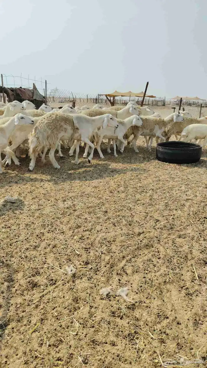 أعرض لكم غنم حريا العدد 30 تحتها 15 والباقي دفيع شرط 7