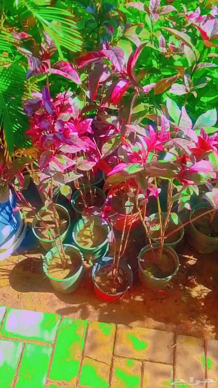 تنسيق حدائق 7