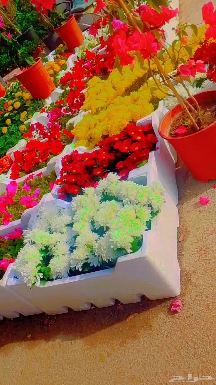 تنسيق حدائق 0