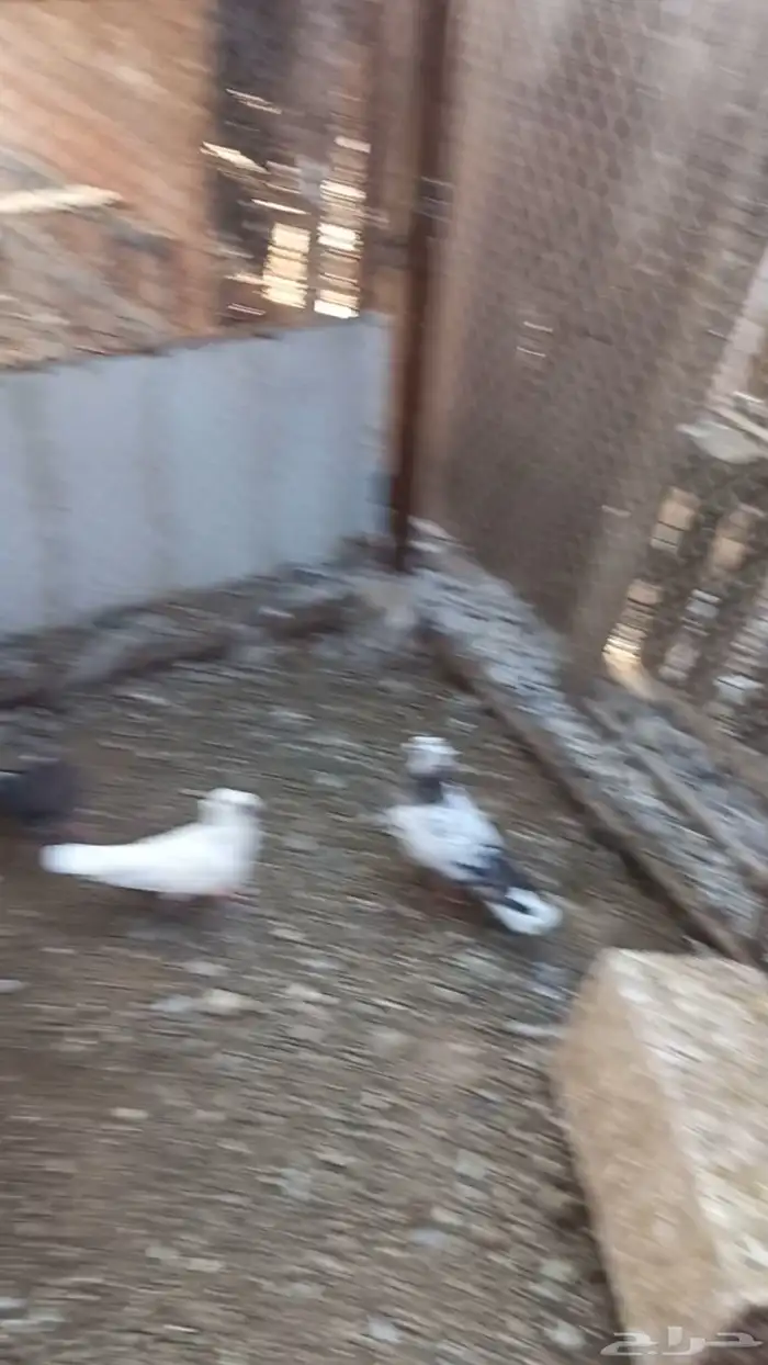 حمام قطايف قلابي للبيع 5