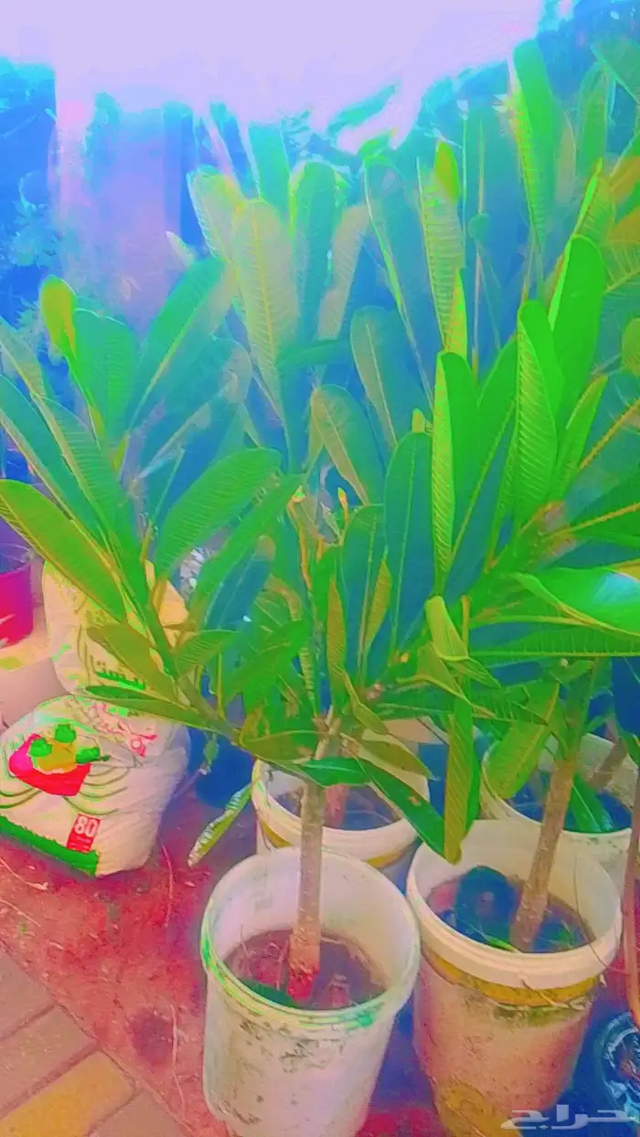 تنسيق حدائق 3