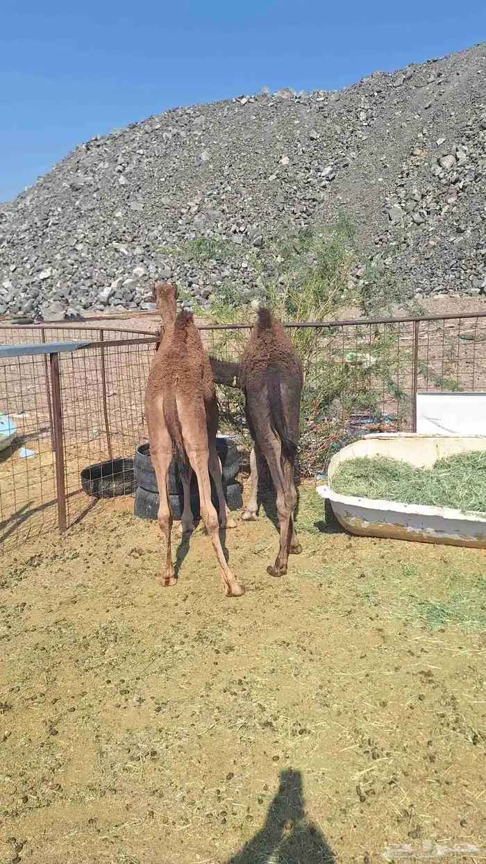 للبيع قعود 2 2