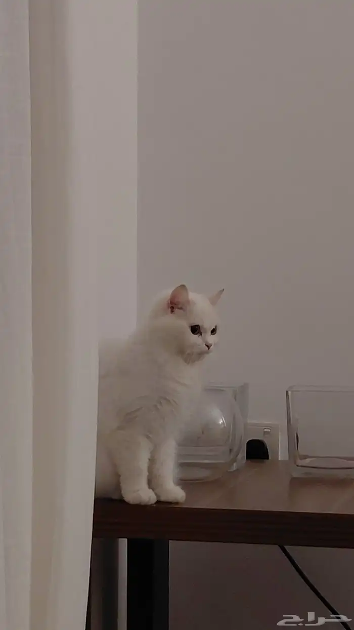 قطة شيرازي للتبني 1