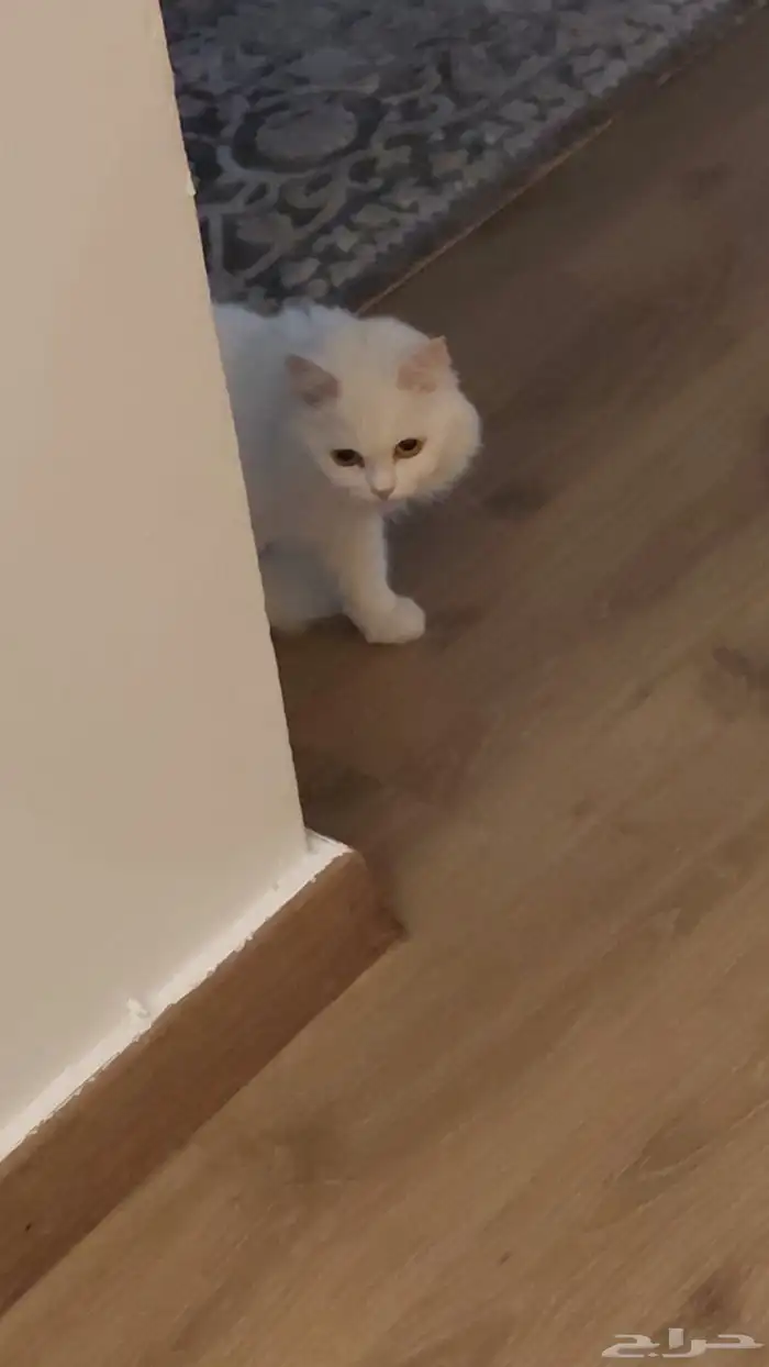 قطة شيرازي للتبني 0