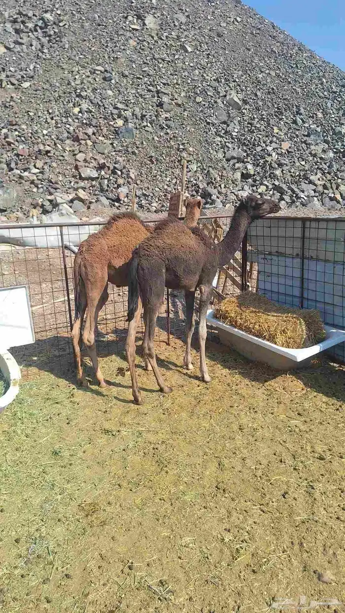 للبيع قعود 2 1