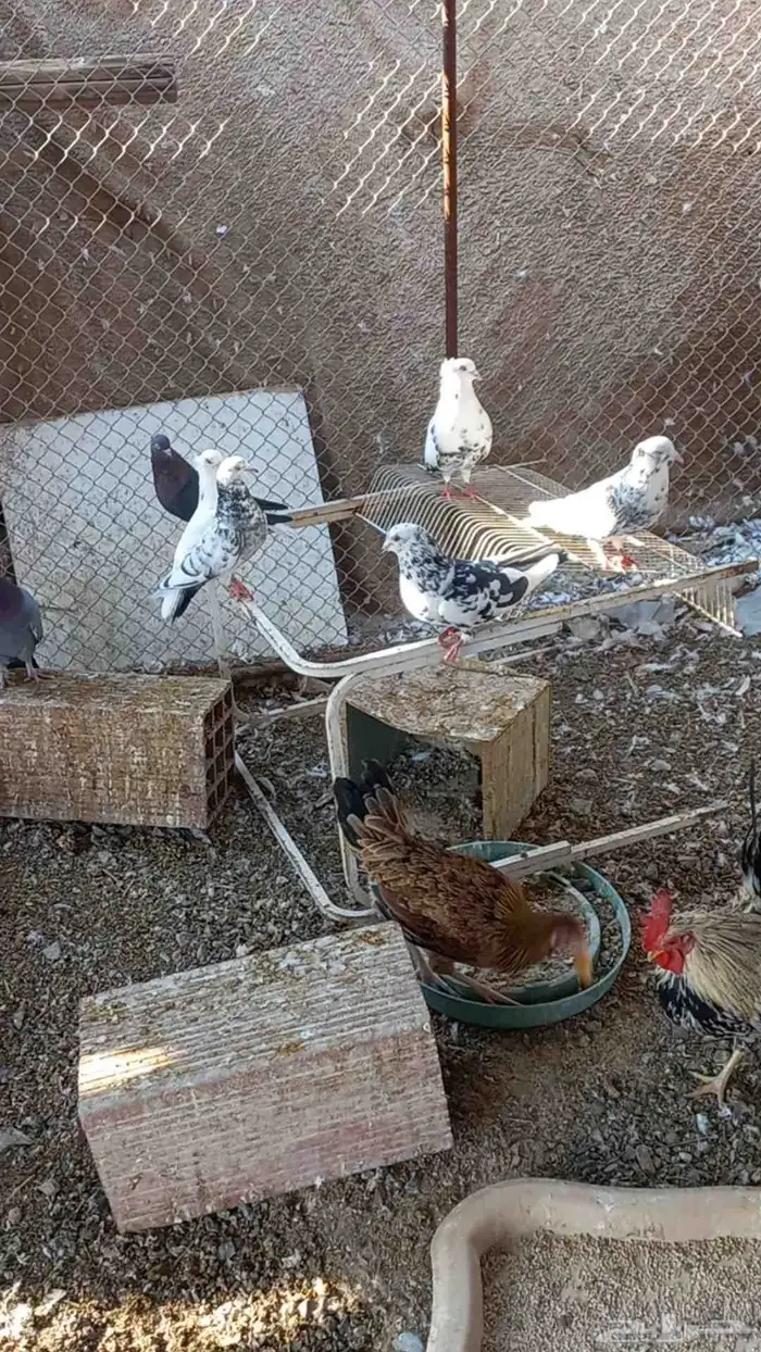 حمام قطايف قلابي للبيع 0