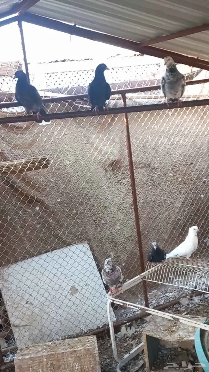 حمام قطايف قلابي للبيع 4