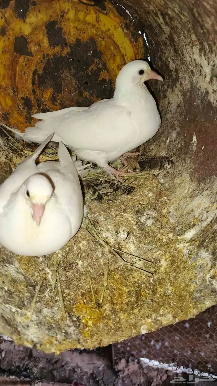 زغاليل حمام فرنسي وبلدي 2