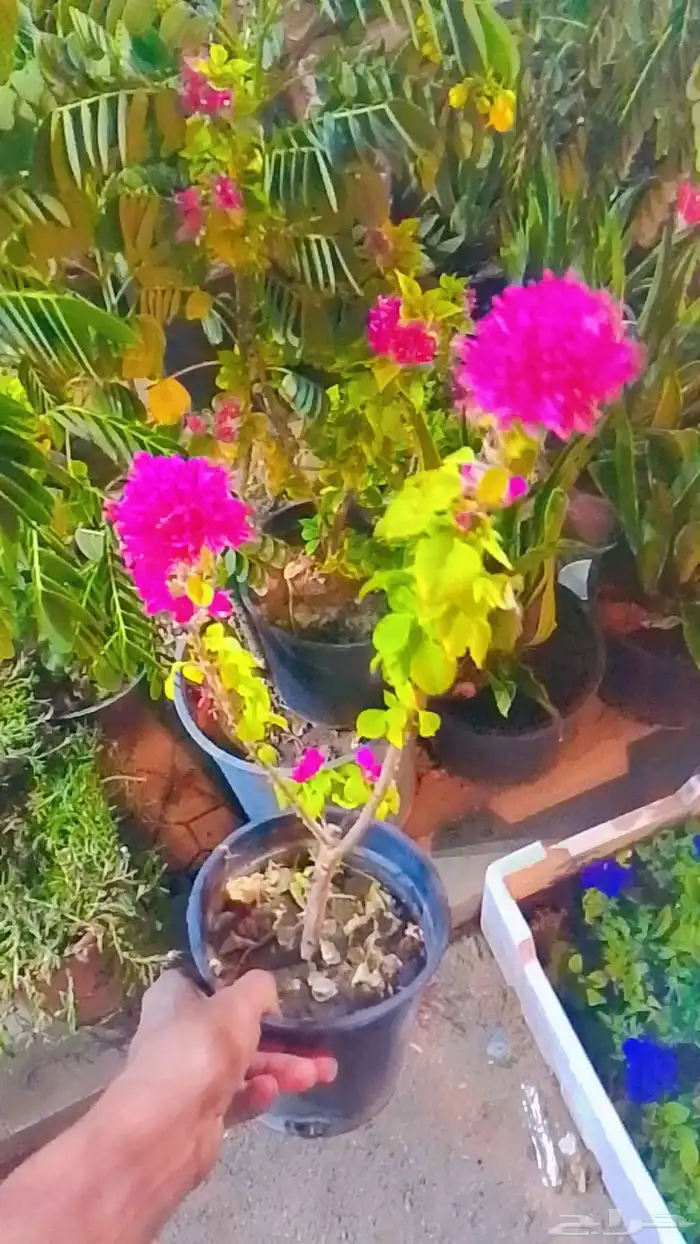 تنسيق حدائق 9